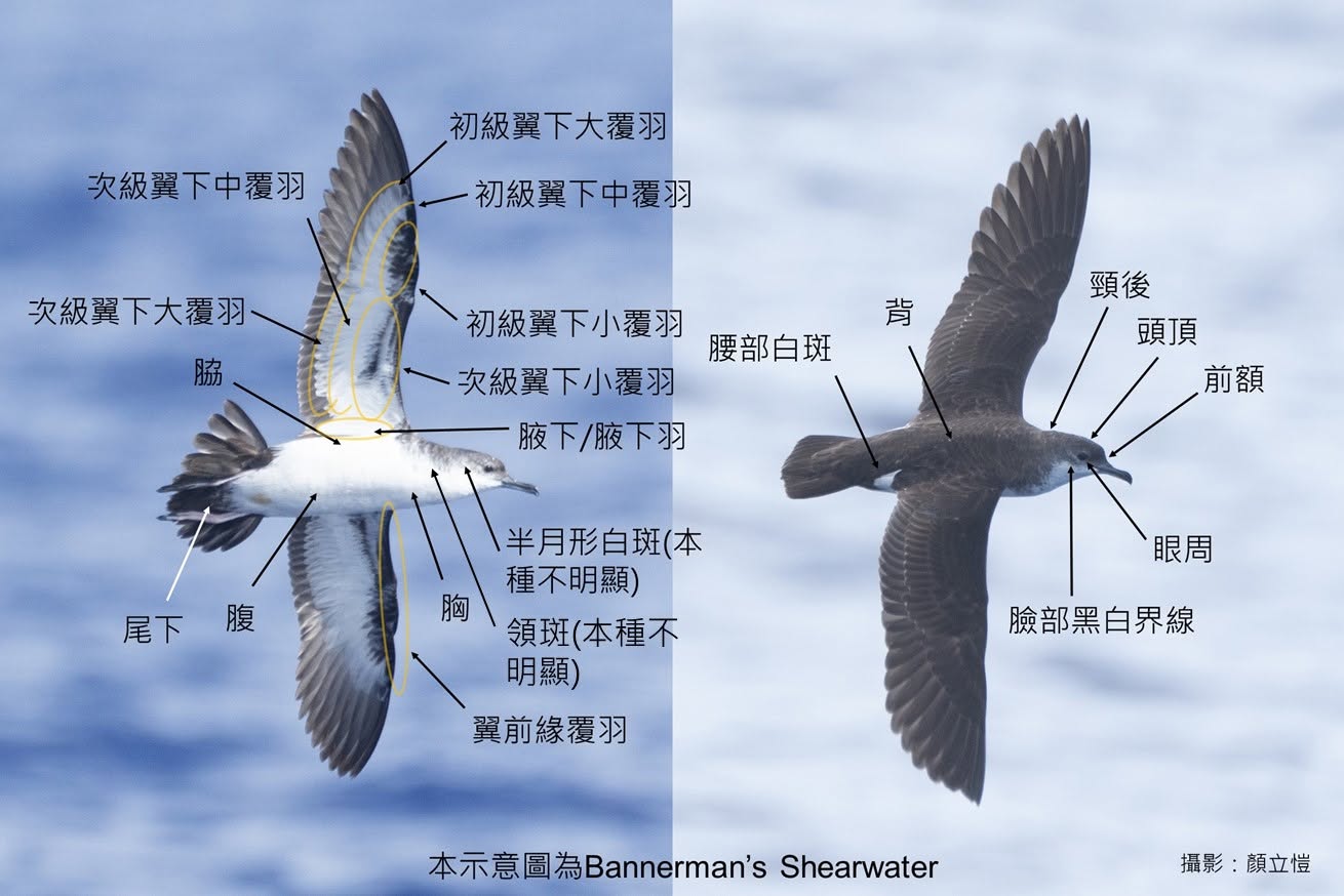 細鸌屬細節特徵示意圖。